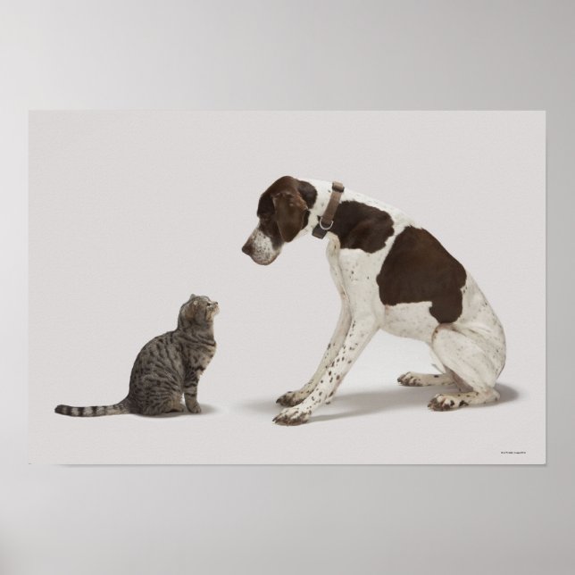 Póster Puntero mirando hacia abajo al gato (Frente)