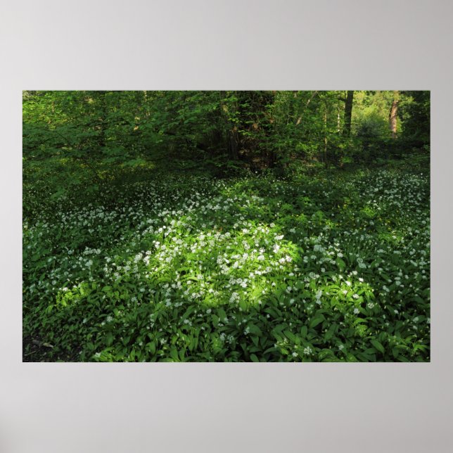 Póster Punto de ajo (Frente)