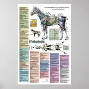 Póster Puntos de acupuntura equina de caballo Veterinario