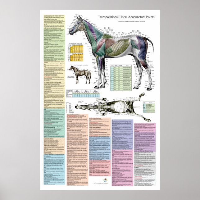Póster Puntos de acupuntura equina de caballo Veterinario (Frente)