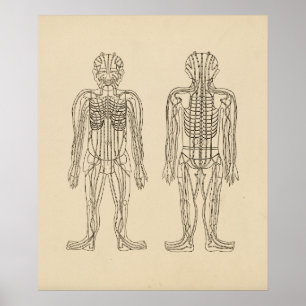 Póster Puntos Meridianos de acupuntura vintage