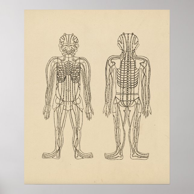 Póster Puntos Meridianos de acupuntura vintage (Frente)