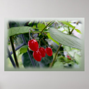 Póster Puntos rojos otoñales