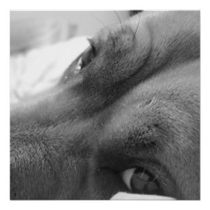 Póster Pup en blanco y negro