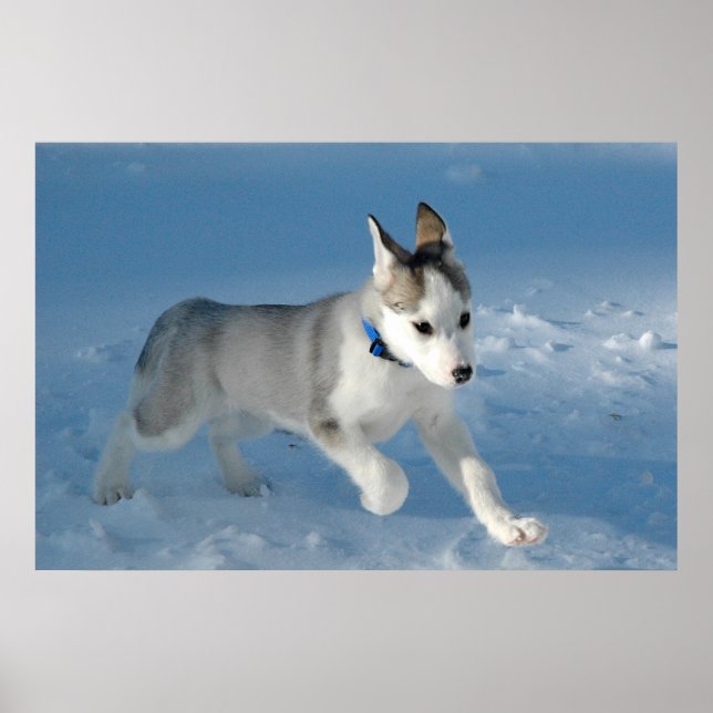 Póster Pup en la nieve (Frente)