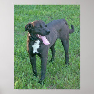 Póster Pup Pup Laughing