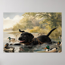 Puppy de Labrador Negro, Poster de Caza de Labrado