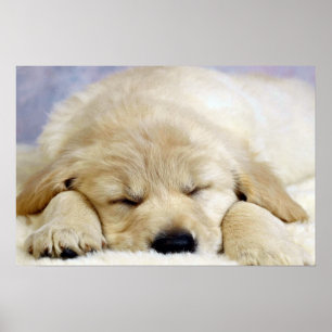 Póster Puppy dormido
