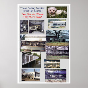 Póster Puppy Mills Race Misery Poster