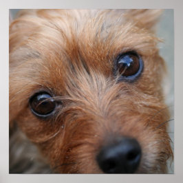 Póster Puppy Poster