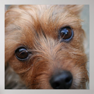 Póster Puppy Poster