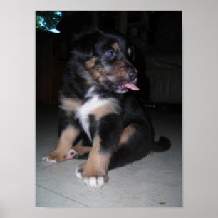 Póster Puppy Raspberry