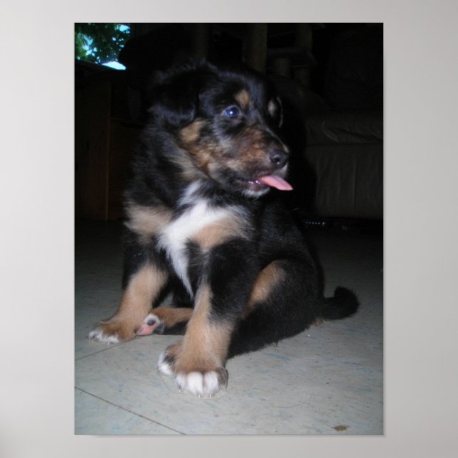 Póster Puppy Raspberry (Frente)