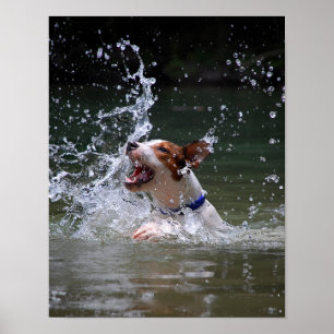 Póster Puppy Splashing