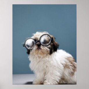 Póster Puppy wearing thick glasses