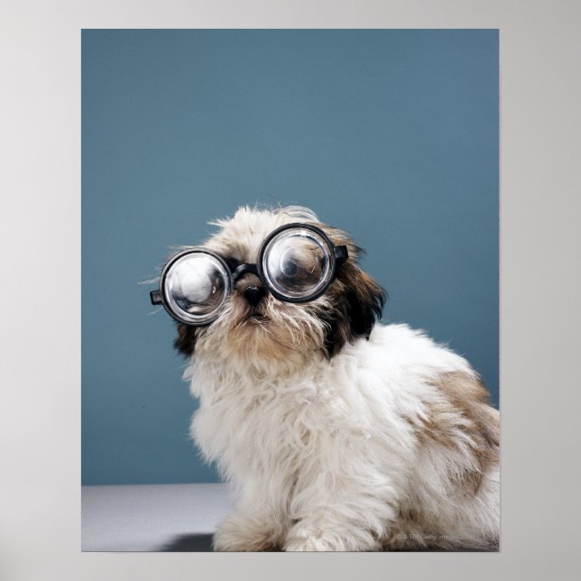 Póster Puppy wearing thick glasses (Frente)