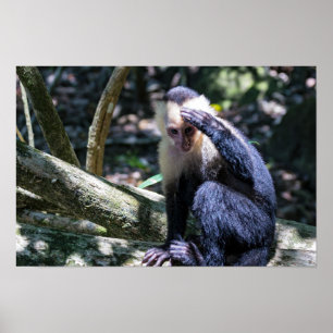 Póster Pura vida para el mono capuchino de cara blanca