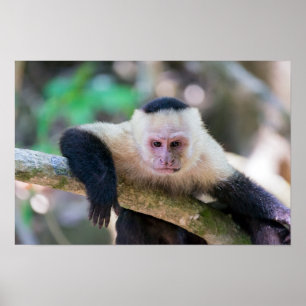 Póster Pura vida para el mono capuchino de cara blanca