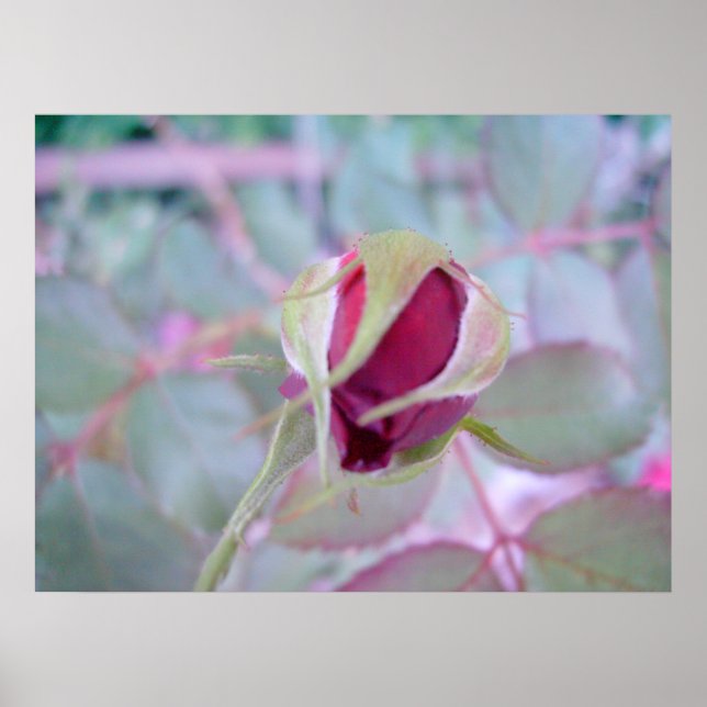Póster Pure Elegance Poster (Frente)