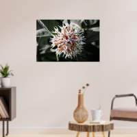 Pureza radiante: foto de flor lechera en blanco