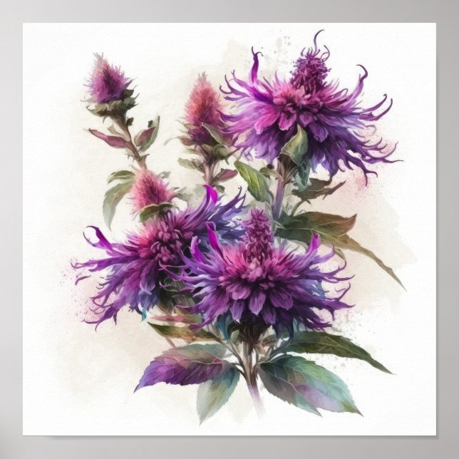 Póster Purple Bee Balm Flower Art Print Poster (Frente)