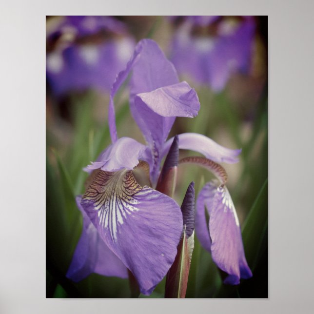 Póster Purple Blue Flag Iris Flower  (Frente)