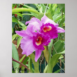 Póster Purple Cattleya Orchids