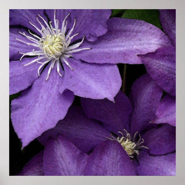 Póster Purple Clematis (Frente)
