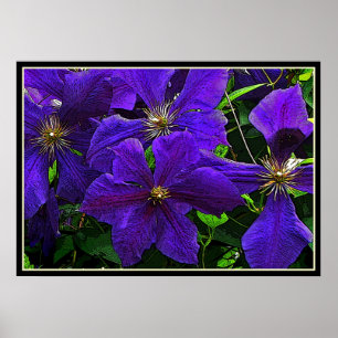 Póster Purple Clematis