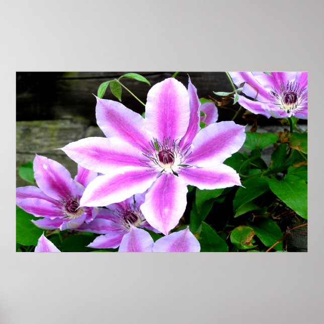 Póster Purple Clematis Photograph Poster/ Print (Frente)