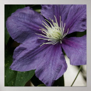 Póster Purple Clematis Print