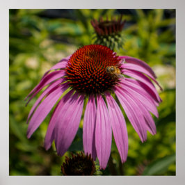 Póster Purple Coneflower