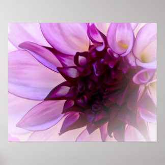 Póster Purple Dahlia