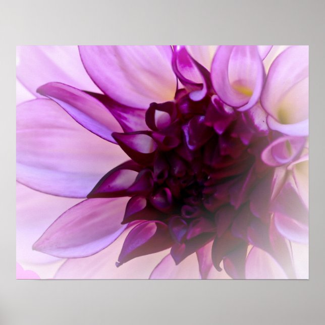Póster Purple Dahlia (Frente)