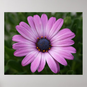Póster Purple Daisy