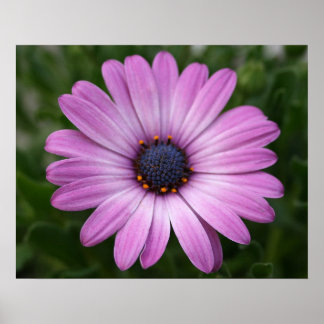 Póster Purple Daisy