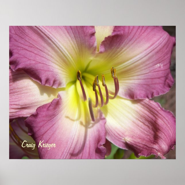 Póster Purple Daylily (Frente)
