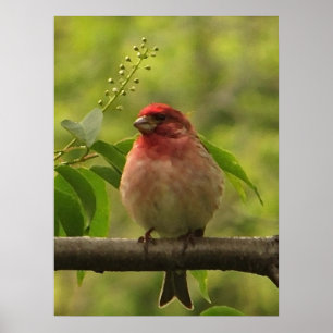 Póster Purple Finch
