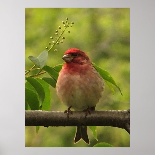 Póster Purple Finch (Frente)