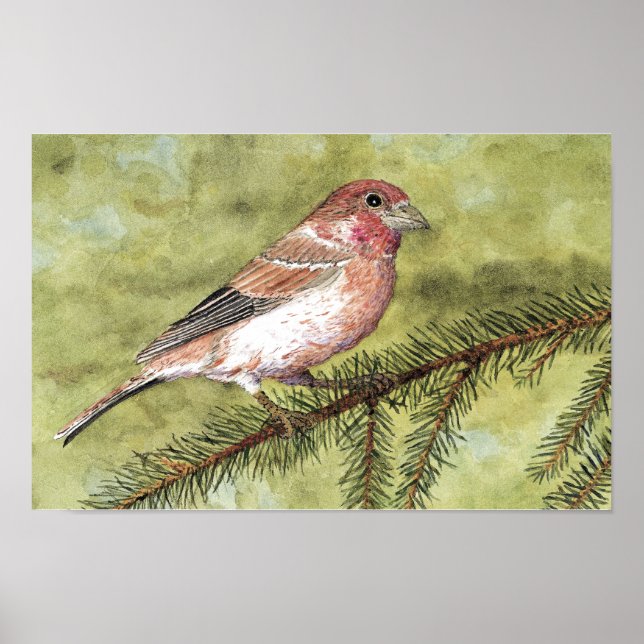 Póster Purple Finch (Frente)