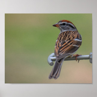 Póster Purple Finch Female
