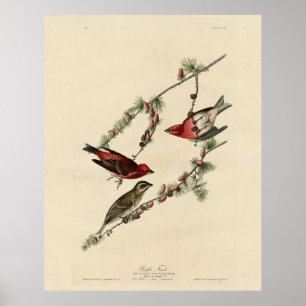 Póster Purple Finch - Los pájaros de América de John J. A