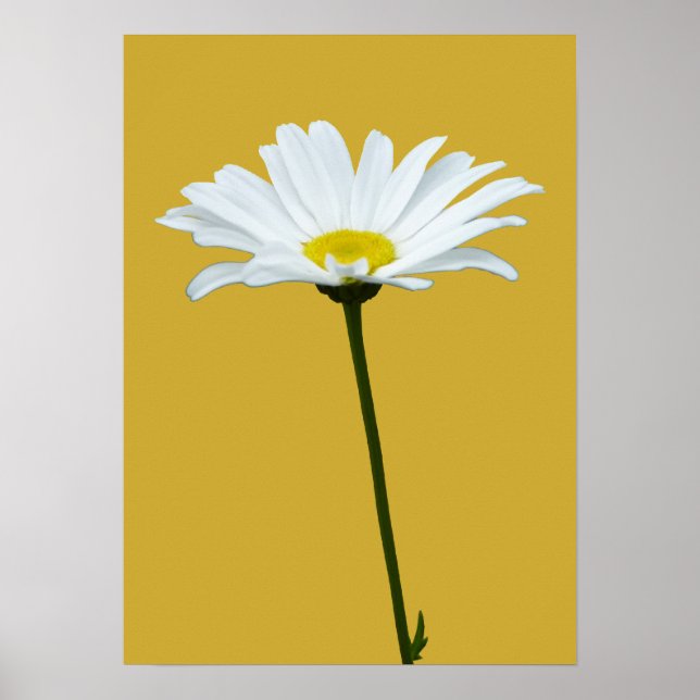 Póster Purple Flowers Print Classic Daisies Poster Print (Frente)