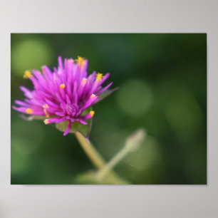 Póster Purple Flowers Summer Nature Photography Floral