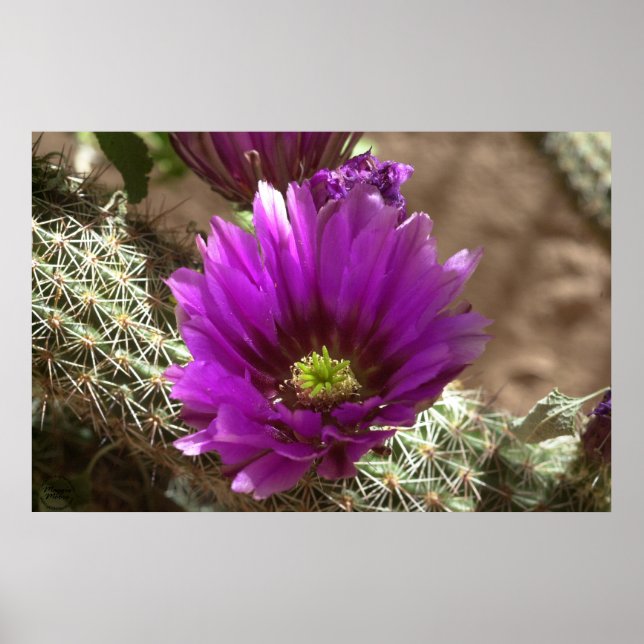 Póster Purple Hedgehog (Frente)