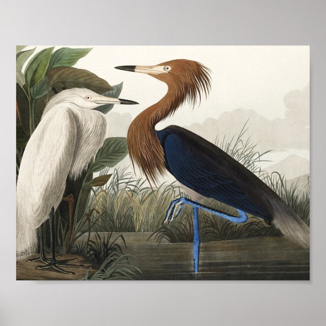 Póster Purple Heron from Birds of America (Frente)