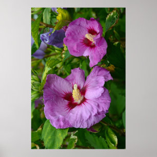 Póster Purple hibiscus flowers poster