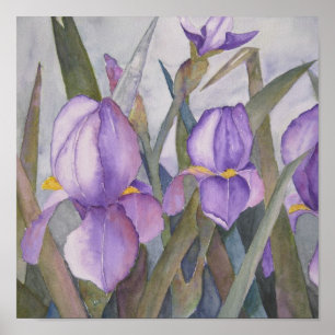 Póster Purple iris blooms