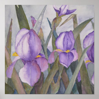 Póster Purple iris blooms