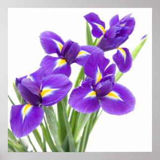 Póster purple iris flower